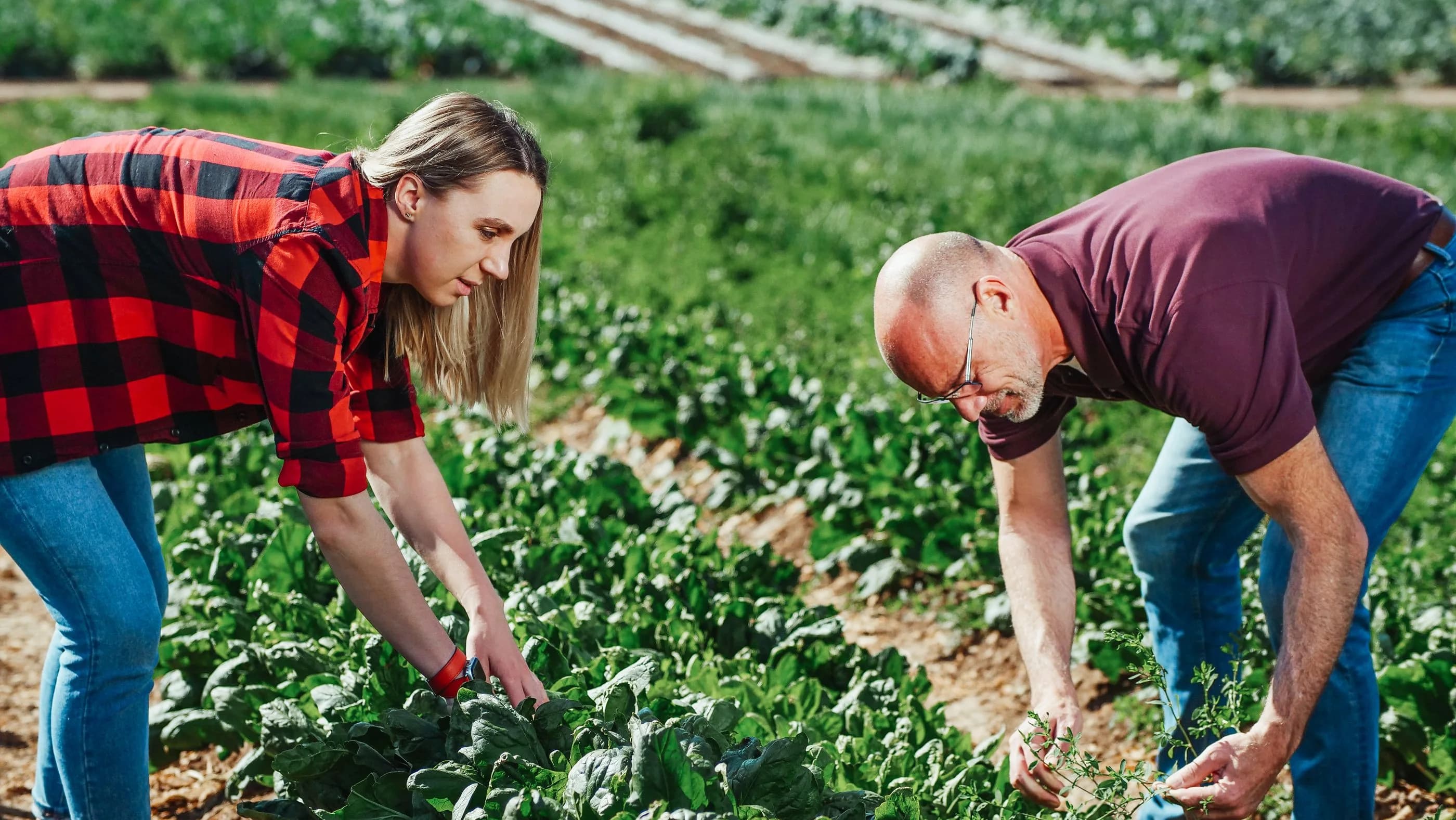 Two growers harvesting leafy greens together in a vegetable field